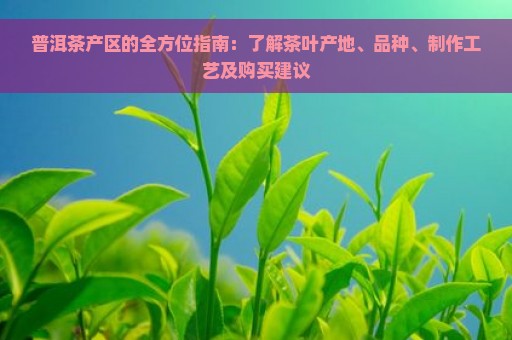 普洱茶产区的全方位指南：了解茶叶产地、品种、制作工艺及购买建议