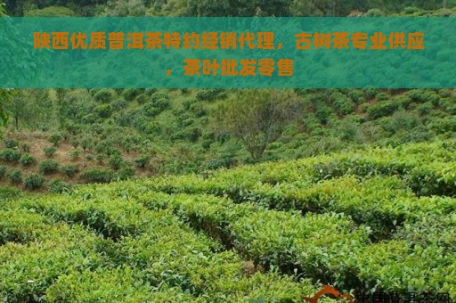 陕西优质普洱茶特约经销代理，古树茶专业供应，茶叶批发零售