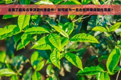 全面了解知名普洱茶代理条件：如何成为一名合格的普洱茶代理商？