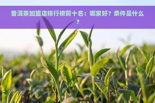 普洱茶加盟店排行榜前十名：哪家好？条件是什么？