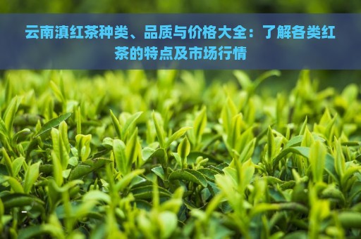 云南滇红茶种类、品质与价格大全：了解各类红茶的特点及市场行情