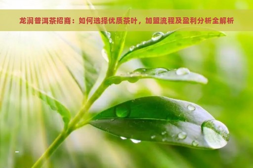 龙润普洱茶招商：如何选择优质茶叶，加盟流程及盈利分析全解析