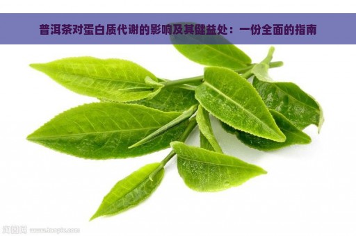 普洱茶对蛋白质代谢的影响及其健益处：一份全面的指南