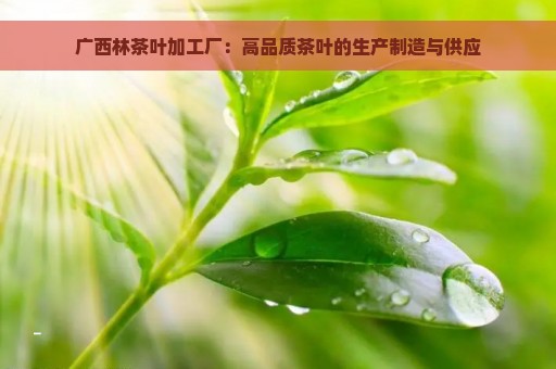 广西林茶叶加工厂：高品质茶叶的生产制造与供应