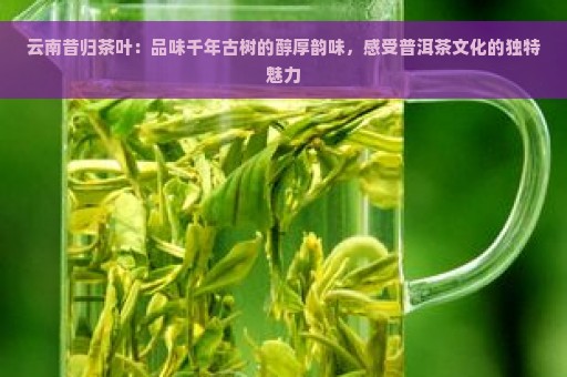 云南昔归茶叶：品味千年古树的醇厚韵味，感受普洱茶文化的独特魅力