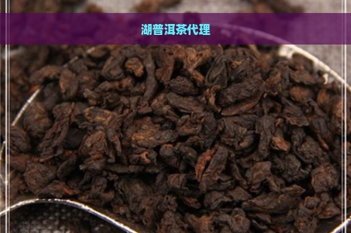 湖普洱茶代理