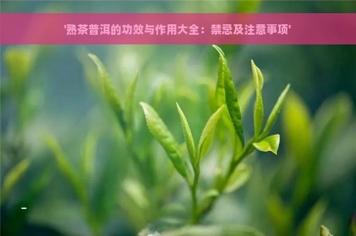 '熟茶普洱的功效与作用大全：禁忌及注意事项'