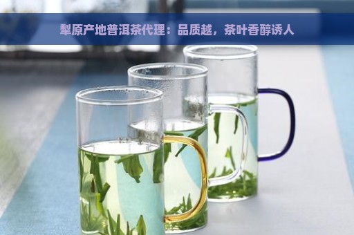 犁原产地普洱茶代理：品质越，茶叶香醇诱人