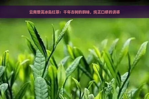 云南普洱冰岛红茶：千年古树的韵味，纯正口感的诱惑