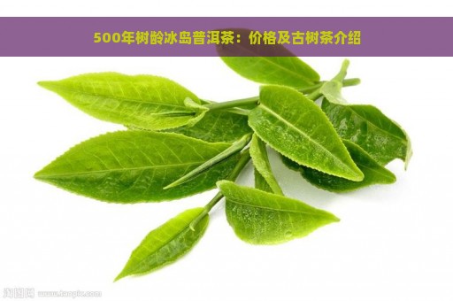 500年树龄冰岛普洱茶：价格及古树茶介绍