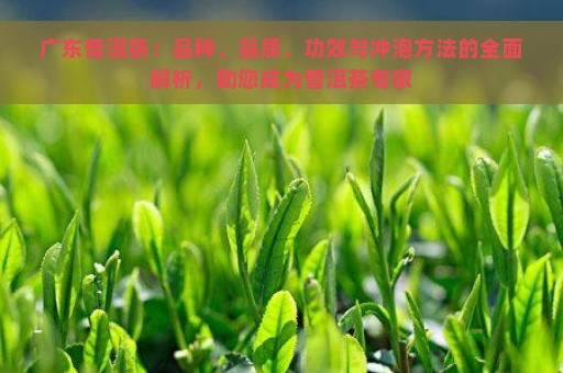 广东普洱茶：品种、品质、功效与冲泡方法的全面解析，助您成为普洱茶专家