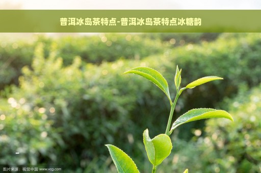 普洱冰岛茶特点-普洱冰岛茶特点冰糖韵