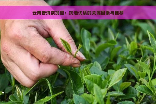 云南普洱茶加盟：挑选优质的关键因素与推荐