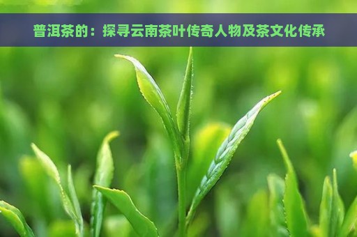 普洱茶的：探寻云南茶叶传奇人物及茶文化传承