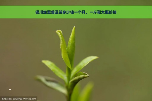 银川加盟普洱茶多少钱一个月，一斤和大概价格