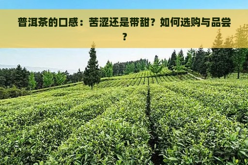 普洱茶的口感：苦涩还是带甜？如何选购与品尝？