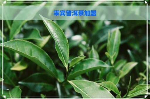 来宾普洱茶加盟