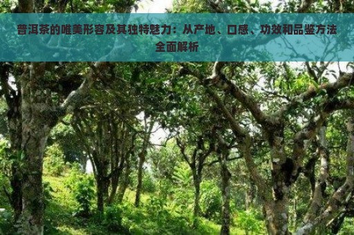 普洱茶的唯美形容及其独特魅力：从产地、口感、功效和品鉴方法全面解析