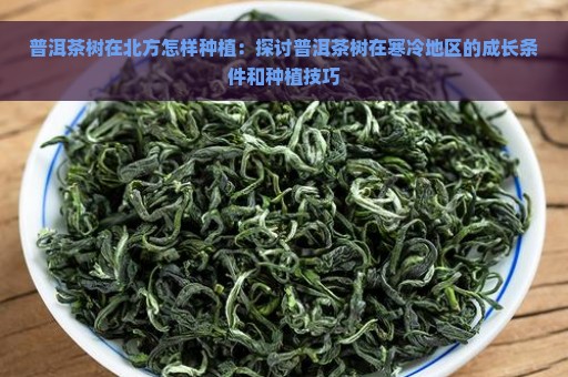 普洱茶树在北方怎样种植：探讨普洱茶树在寒冷地区的成长条件和种植技巧