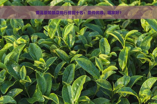 普洱茶加盟店排行榜前十名：条件优选，哪家好？