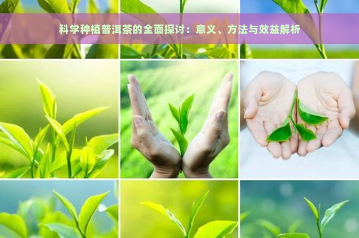 科学种植普洱茶的全面探讨：意义、方法与效益解析