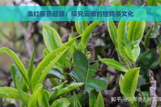 滇红茶历起源：探究云南的独特茶文化