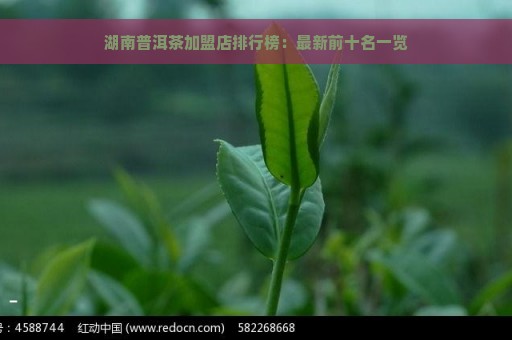 湖南普洱茶加盟店排行榜：最新前十名一览