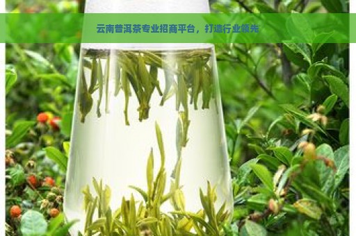 云南普洱茶专业招商平台，打造行业领先