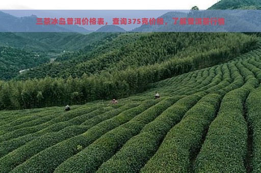 三茶冰岛普洱价格表，查询375克价格，了解普洱茶行情