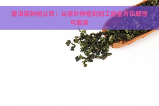 普洱茶种植公司：从茶叶种植到加工的全方位解答与服务