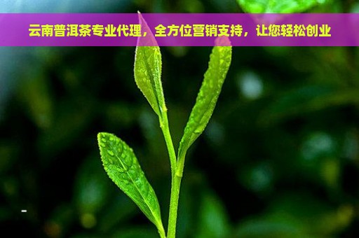 云南普洱茶专业代理，全方位营销支持，让您轻松创业