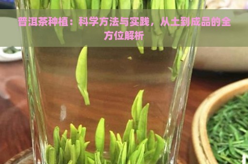 普洱茶种植：科学方法与实践，从土到成品的全方位解析