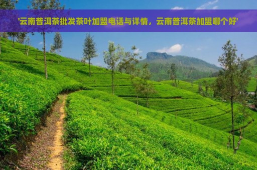 '云南普洱茶批发茶叶加盟电话与详情，云南普洱茶加盟哪个好'