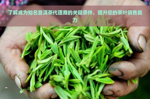 了解成为知名普洱茶代理商的关键条件，提升您的茶叶销售能力