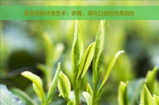 普洱茶的冲泡艺术：步骤、度与口感的完美融合