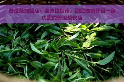 普洱茶加盟店：全方位指南，助您成功开设一家优质的普洱茶饮店