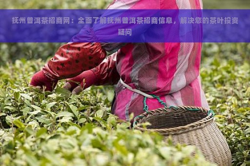 抚州普洱茶招商网：全面了解抚州普洱茶招商信息，解决您的茶叶投资疑问