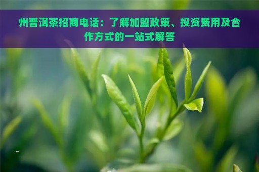 州普洱茶招商电话：了解加盟政策、投资费用及合作方式的一站式解答