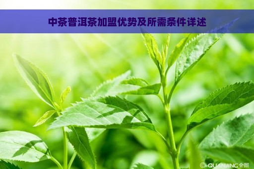 中茶普洱茶加盟优势及所需条件详述