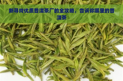 新寻找优质普洱茶厂的全攻略，告诉你哪里的普洱茶