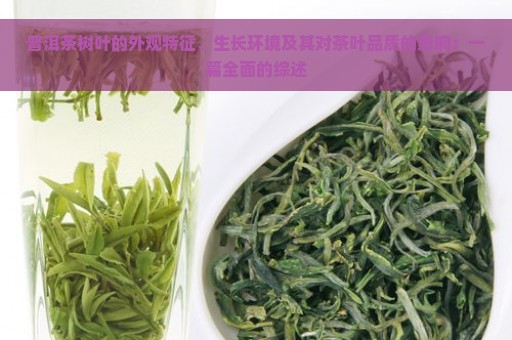 普洱茶树叶的外观特征、生长环境及其对茶叶品质的影响：一篇全面的综述