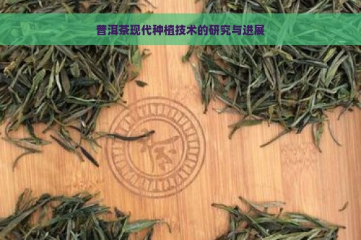 普洱茶现代种植技术的研究与进展