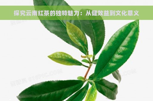 探究云南红茶的独特魅力：从健效益到文化意义