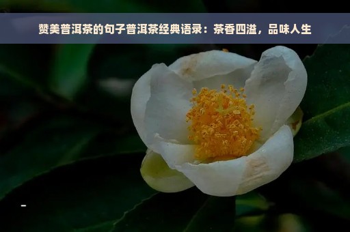 赞美普洱茶的句子普洱茶经典语录：茶香四溢，品味人生