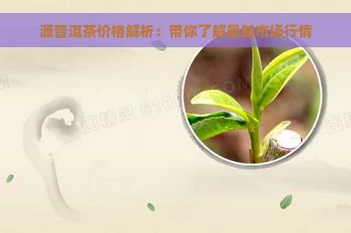 源普洱茶价格解析：带你了解最新市场行情