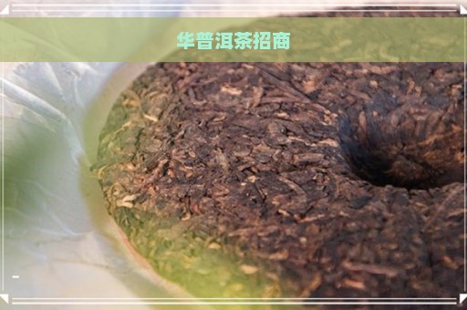 华普洱茶招商