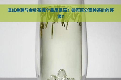 滇红金芽与金针茶哪个品质更高？如何区分两种茶叶的等级？