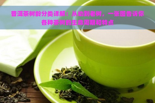 普洱茶树龄分类详解：从幼到老树，一张图告诉你各种茶树的生命周期和特点