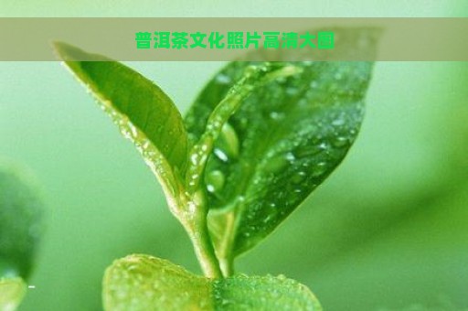 普洱茶文化照片高清大图