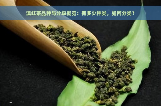 滇红茶品种与分级概览：有多少种类，如何分类？